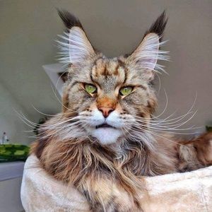 Meet your Posher, Rose renee